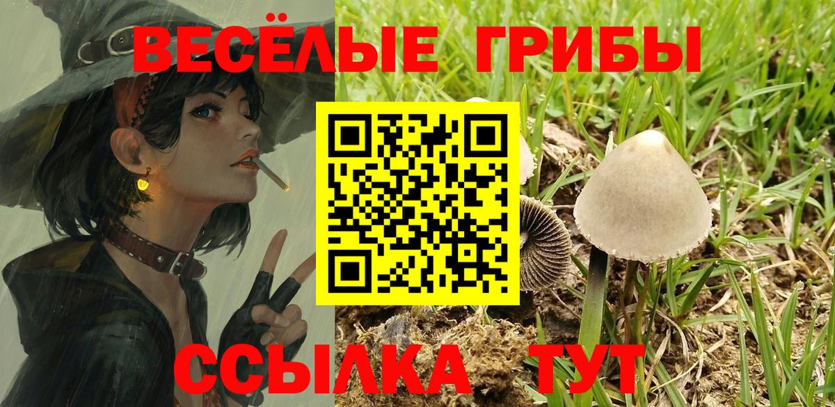Галлюциногенные грибы Psilocybe Апшеронск